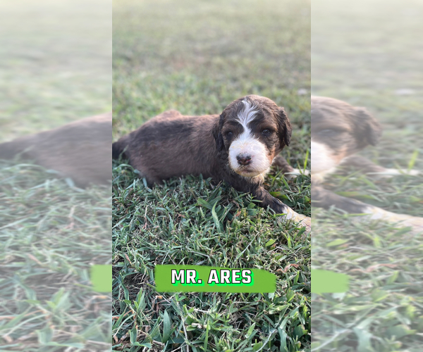 Medium Photo #1 Bernedoodle Puppy For Sale in OXFORD, AR, USA