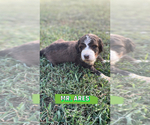 Small Photo #1 Bernedoodle Puppy For Sale in OXFORD, AR, USA
