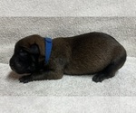 Puppy Blue Belgian Malinois