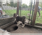 Small Photo #6 Akita Puppy For Sale in FLORISSANT, MO, USA
