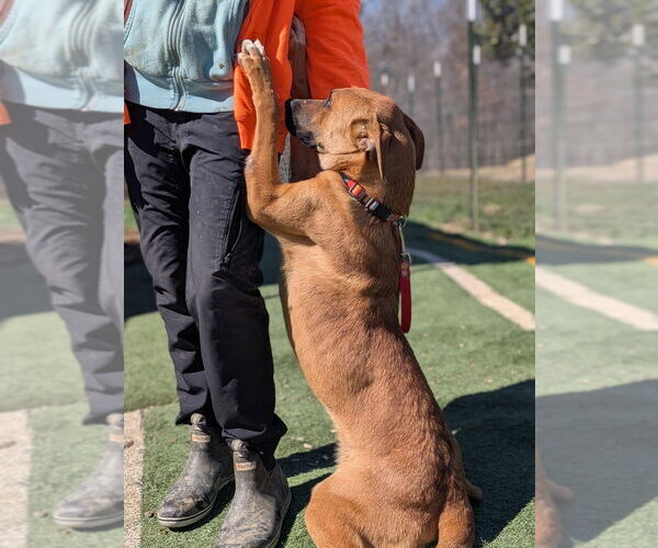 Medium Photo #5 Mutt Puppy For Sale in garner, NC, USA