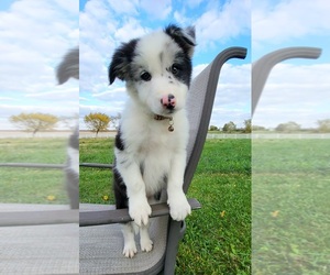 Border Collie Puppy for sale in CEDAR, IA, USA