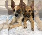 Small Photo #2 Mutt Puppy For Sale in Sandy, UT, USA