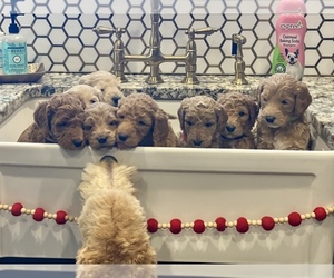 Goldendoodle Puppy for sale in BASEHOR, KS, USA
