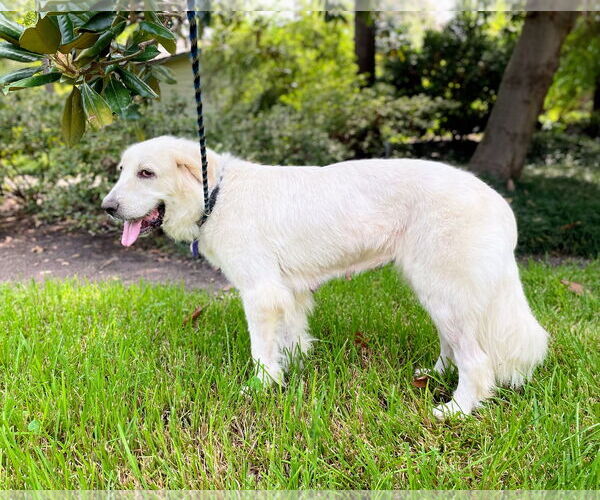 Medium Photo #4 Great Pyrenees Puppy For Sale in Spring, TX, USA