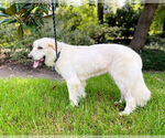 Small #3 Great Pyrenees