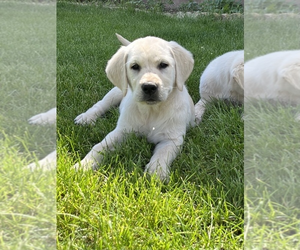 Medium Photo #3 English Cream Golden Retriever-Labrador Retriever Mix Puppy For Sale in ASHLAND, WI, USA