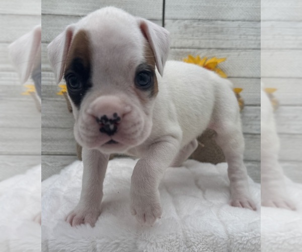 Medium Photo #12 Boxer Puppy For Sale in PAWNEE CITY, NE, USA