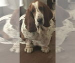 Small Basset Hound