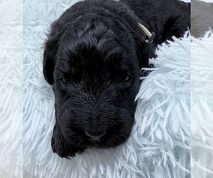Medium Goldendoodle