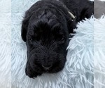 Puppy Mr Cream Collar Goldendoodle