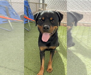 Zeke - Male Rottweiler Dog for Adoption - Photo #2