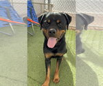 Small Photo #2 Rottweiler Puppy For Sale in Gilbert, AZ, USA