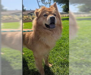 Dale - Male Chow Chow-Unknown Mix Dog for Adoption - Photo #2