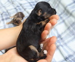 Puppy 4 Cavapoo
