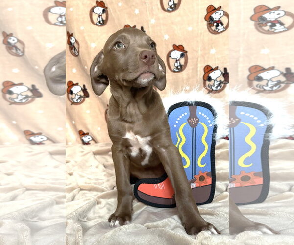 Medium Photo #3 American Pit Bull Terrier-Unknown Mix Puppy For Sale in Wetumpka, AL, USA