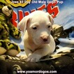 Small Photo #269 Dogo Argentino Puppy For Sale in JANE, MO, USA