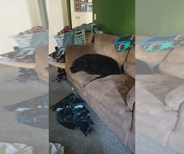Medium Photo #1 Labrador Retriever Puppy For Sale in CENTREVILLE, MI, USA