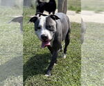 Small #1 American Pit Bull Terrier Mix