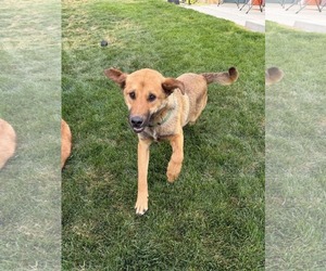Mutt Dogs for adoption in Sandy, UT, USA