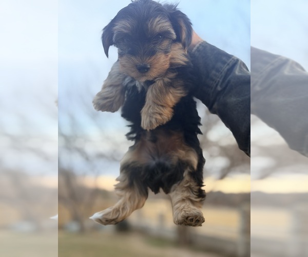 Medium Photo #6 Yorkshire Terrier Puppy For Sale in CANYON, TX, USA