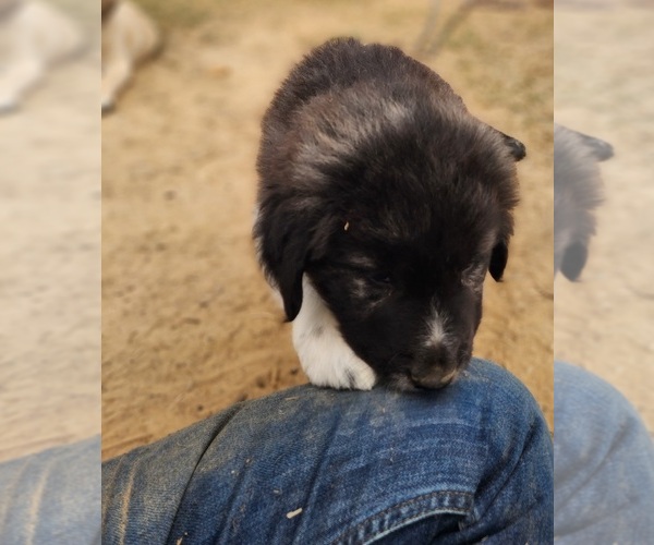 Medium Photo #9 Anatolian Shepherd Puppy For Sale in CUMBY, TX, USA