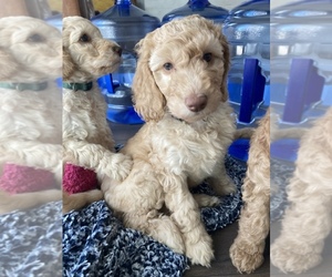 Labradoodle Puppy for sale in CRETE, IL, USA