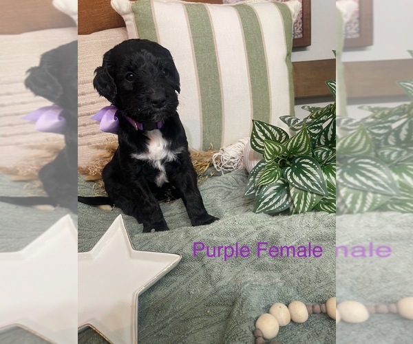 Medium Photo #2 Golden Mountain Doodle  Puppy For Sale in CHOUDRANT, LA, USA