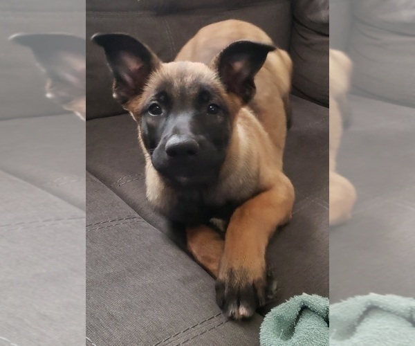 View Ad: Belgian Malinois Litter of Puppies for Sale near Indiana ...