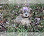 Small Photo #2 YorkiePoo Puppy For Sale in BARNESVILLE, KS, USA