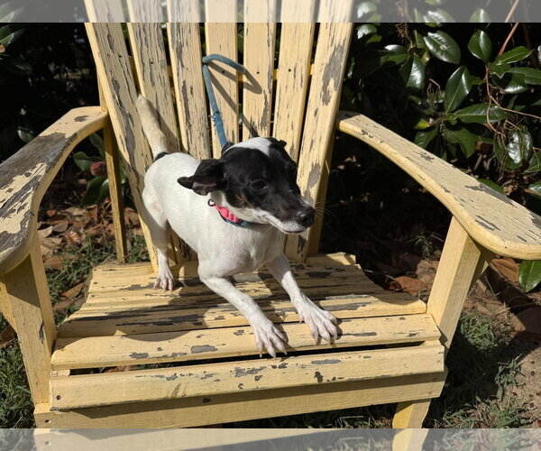 Medium Photo #2 Mutt Puppy For Sale in Westwood, NJ, USA
