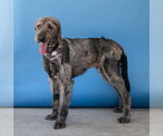 Small #1 Poodle (Standard)