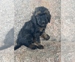 Small Poodle (Miniature)-Poodle (Standard) Mix