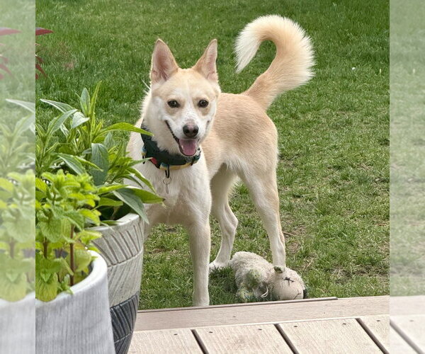 Medium Photo #1 Mutt Puppy For Sale in Salt Lake City, UT, USA