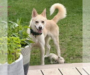 Mutt Dogs for adoption in Salt Lake City, UT, USA