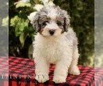 Small #1 Bernedoodle (Miniature)