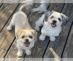 Small #1 Shih Tzu