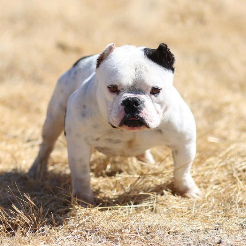 Medium Photo #1 American Bully Puppy For Sale in UNION CITY, CA, USA