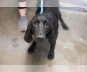 Bloodhound-Unknown Mix Dogs for adoption in Mountain Home, AR, USA