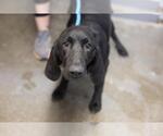 Small Bloodhound Mix