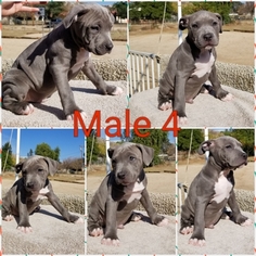American Bully Puppy for sale in HOMELAND, CA, USA
