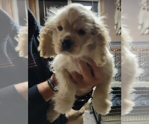 Cocker Spaniel Puppy for sale in EDEN VALLEY, MN, USA