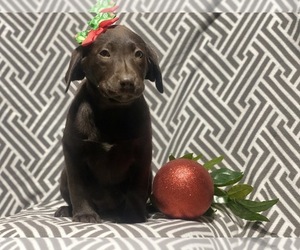 Labrador Retriever Puppy for sale in CEDAR LANE, PA, USA