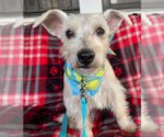 Small #1 Mutt