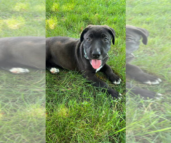 Medium Photo #3 Mutt Puppy For Sale in New London, WI, USA