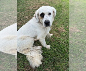 Anatolian Pyrenees Dogs for adoption in Evansville, IN, USA