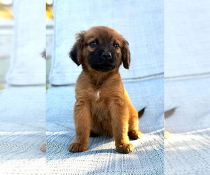 Golden Labrador Dogs for adoption in Royal Palm Beach, FL, USA