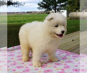 Samoyed Puppy for sale in THORP, WI, USA
