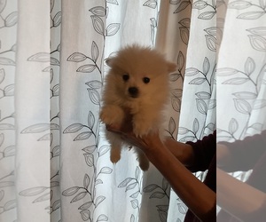 Pomeranian Puppy for sale in MIDDLEBORO, MA, USA