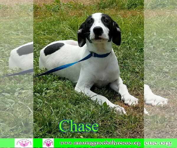 Medium Photo #7 Greyhound-Jack Russell Terrier Mix Puppy For Sale in Milton, FL, USA